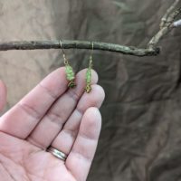 Peridot knot